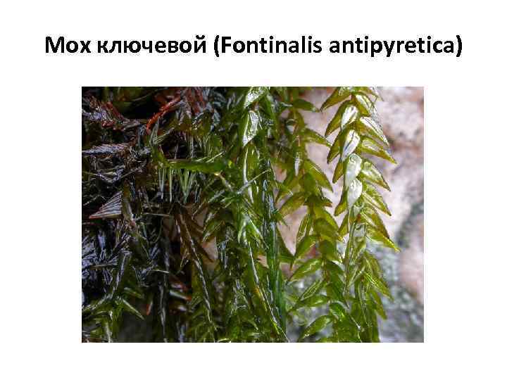 Мох ключевой (Fontinalis antipyretica) 