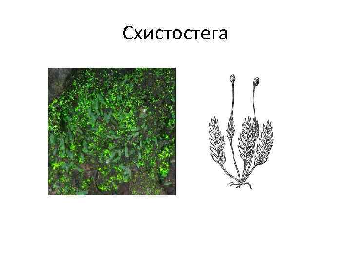 Организм изображенный на рисунке относится к водорослям