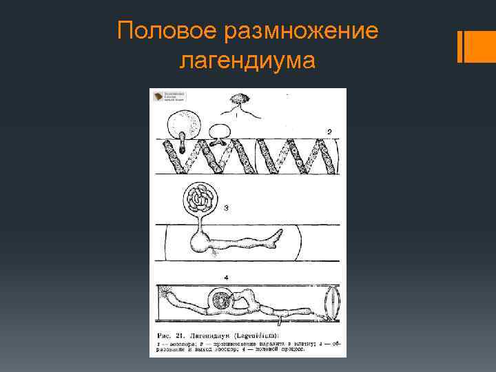 Половое размножение лагендиума 