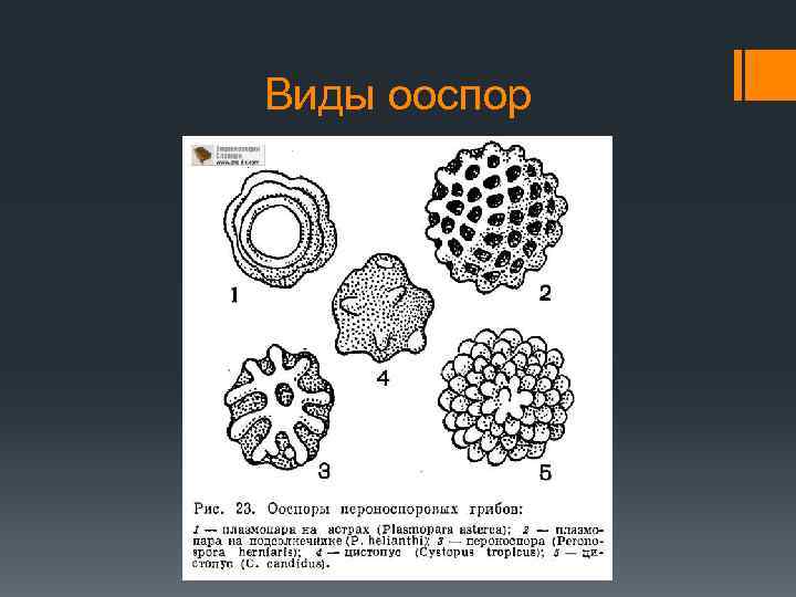 Виды ооспор 