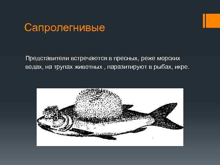 Сапролегнивые Представители встречаются в пресных, реже морских водах, на трупах животных , паразитируют в
