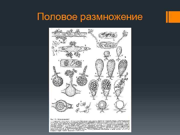 Половое размножение 