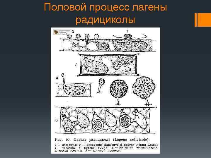 Половой процесс лагены радициколы 