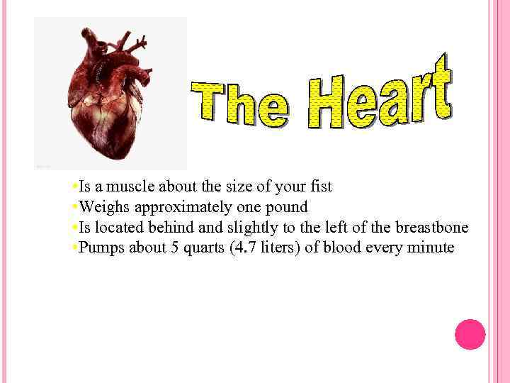  • Is a muscle about the size of your fist • Weighs approximately