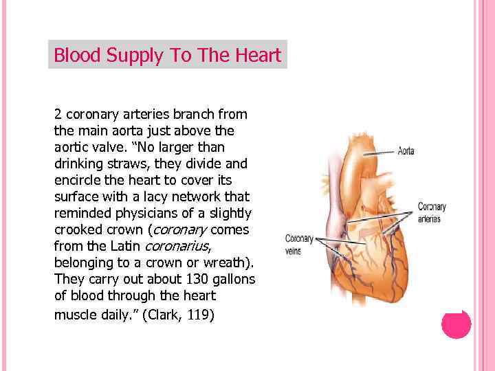 Blood Supply To The Heart 2 coronary arteries branch from the main aorta just