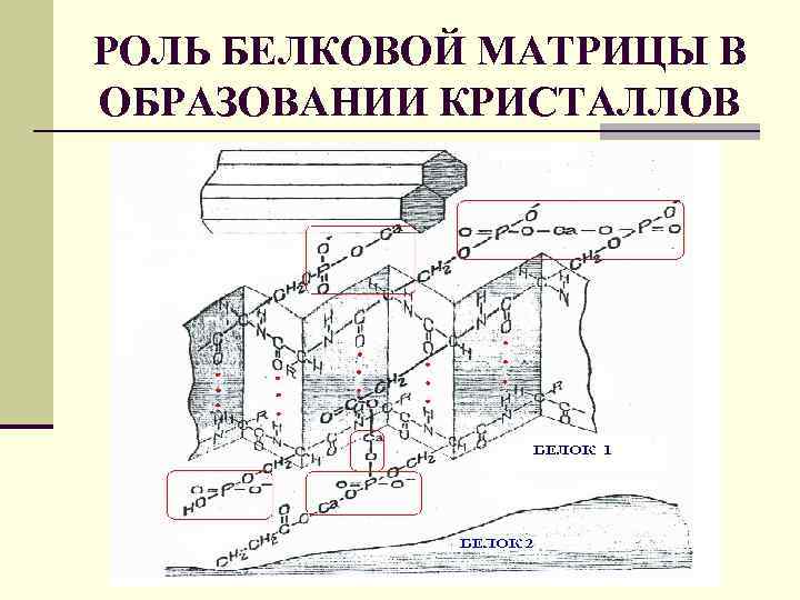 РОЛЬ БЕЛКОВОЙ МАТРИЦЫ В ОБРАЗОВАНИИ КРИСТАЛЛОВ 