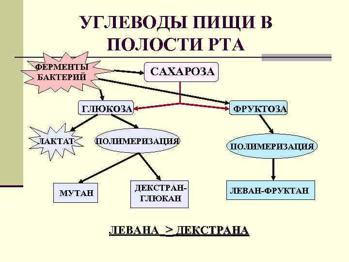 УГЛЕВОДЫ ПИЩИ В ПОЛОСТИ РТА ФЕРМЕНТЫ БАКТЕРИЙ САХАРОЗА ГЛЮКОЗА ЛАКТАТ МУТАН ФРУКТОЗА ПОЛИМЕРИЗАЦИЯ ДЕКСТРАНГЛЮКАН