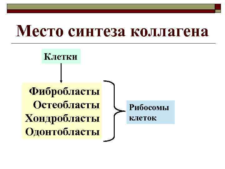 Место синтеза коллагена Клетки Фибробласты Остеобласты Хондробласты Одонтобласты Рибосомы клеток 