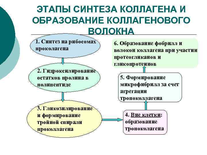 ЭТАПЫ СИНТЕЗА КОЛЛАГЕНА И ОБРАЗОВАНИЕ КОЛЛАГЕНОВОГО ВОЛОКНА 1. Синтез на рибосомах проколагена 2. Гидроксилирование