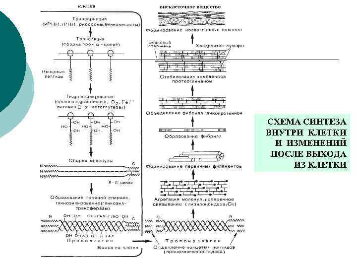 СХЕМА СИНТЕЗА ВНУТРИ КЛЕТКИ И ИЗМЕНЕНИЙ ПОСЛЕ ВЫХОДА ИЗ КЛЕТКИ 