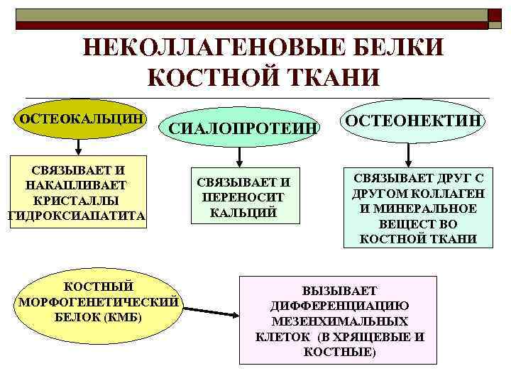 НЕКОЛЛАГЕНОВЫЕ БЕЛКИ КОСТНОЙ ТКАНИ ОСТЕОКАЛЬЦИН СИАЛОПРОТЕИН СВЯЗЫВАЕТ И НАКАПЛИВАЕТ КРИСТАЛЛЫ ГИДРОКСИАПАТИТА КОСТНЫЙ МОРФОГЕНЕТИЧЕСКИЙ БЕЛОК