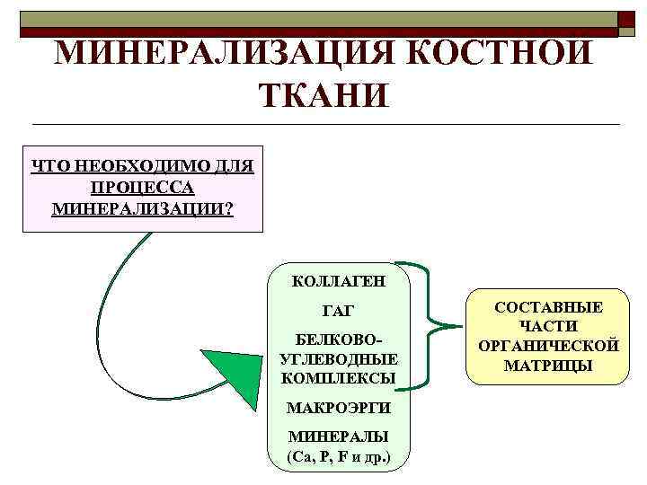 МИНЕРАЛИЗАЦИЯ КОСТНОЙ ТКАНИ ЧТО НЕОБХОДИМО ДЛЯ ПРОЦЕССА МИНЕРАЛИЗАЦИИ? КОЛЛАГЕН ГАГ БЕЛКОВОУГЛЕВОДНЫЕ КОМПЛЕКСЫ МАКРОЭРГИ МИНЕРАЛЫ