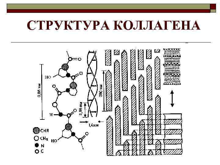 СТРУКТУРА КОЛЛАГЕНА 