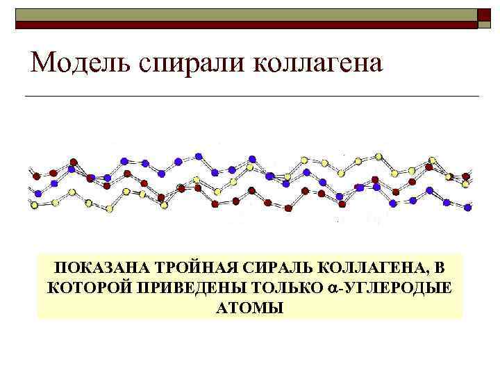 Модель спирали коллагена ПОКАЗАНА ТРОЙНАЯ СИРАЛЬ КОЛЛАГЕНА, В КОТОРОЙ ПРИВЕДЕНЫ ТОЛЬКО -УГЛЕРОДЫЕ АТОМЫ 