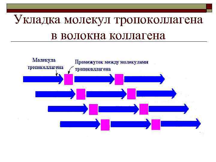 Укладка молекул тропоколлагена в волокна коллагена 