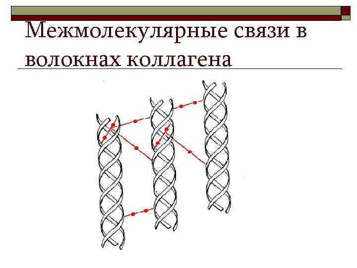 Межмолекулярные связи в волокнах коллагена 