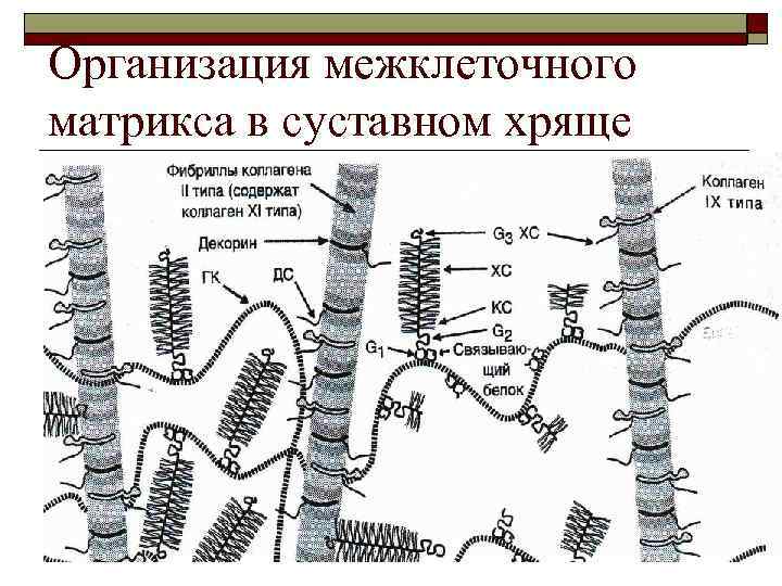 Организация межклеточного матрикса в суставном хряще 