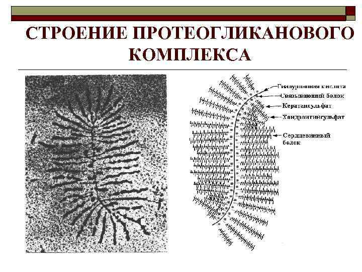 СТРОЕНИЕ ПРОТЕОГЛИКАНОВОГО КОМПЛЕКСА 