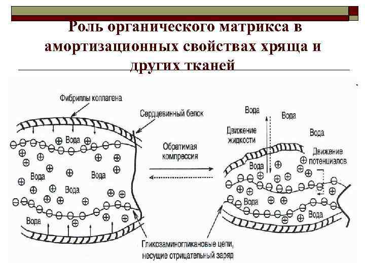 Роль органического матрикса в амортизационных свойствах хряща и других тканей 