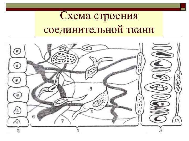 Схема строения соединительной ткани 