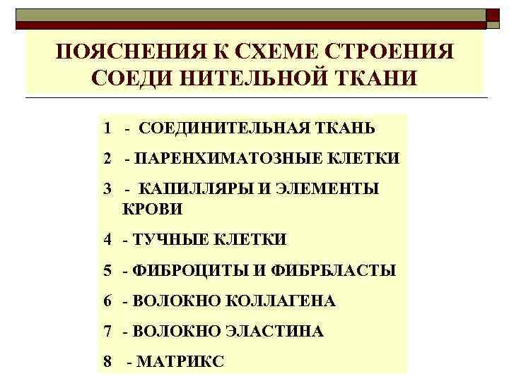 ПОЯСНЕНИЯ К СХЕМЕ СТРОЕНИЯ СОЕДИ НИТЕЛЬНОЙ ТКАНИ 1 - СОЕДИНИТЕЛЬНАЯ ТКАНЬ 2 - ПАРЕНХИМАТОЗНЫЕ