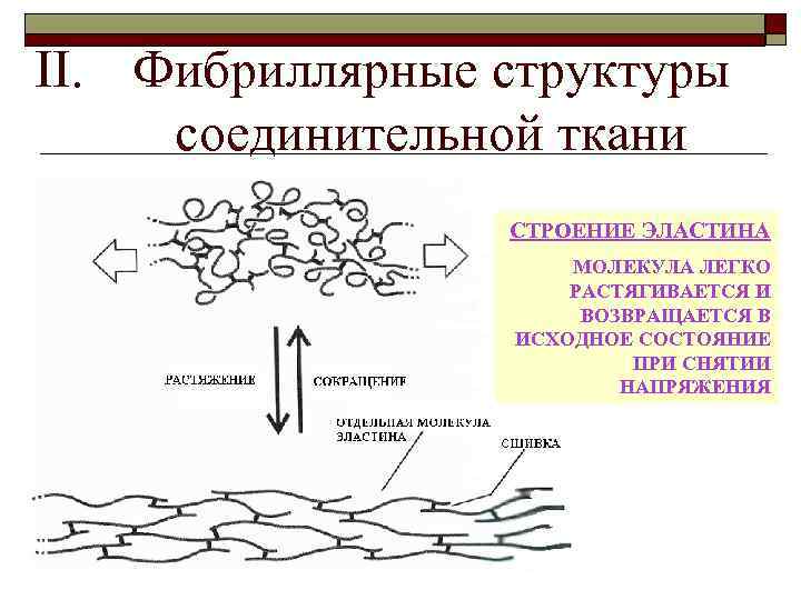 II. Фибриллярные структуры соединительной ткани СТРОЕНИЕ ЭЛАСТИНА МОЛЕКУЛА ЛЕГКО РАСТЯГИВАЕТСЯ И ВОЗВРАЩАЕТСЯ В ИСХОДНОЕ