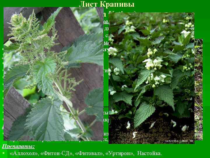 Лист Крапивы ( Folium Urticae) Крапива двудомная (Urtica dioica) Кропива дводомна, Жалива, жгучка, стрекава,