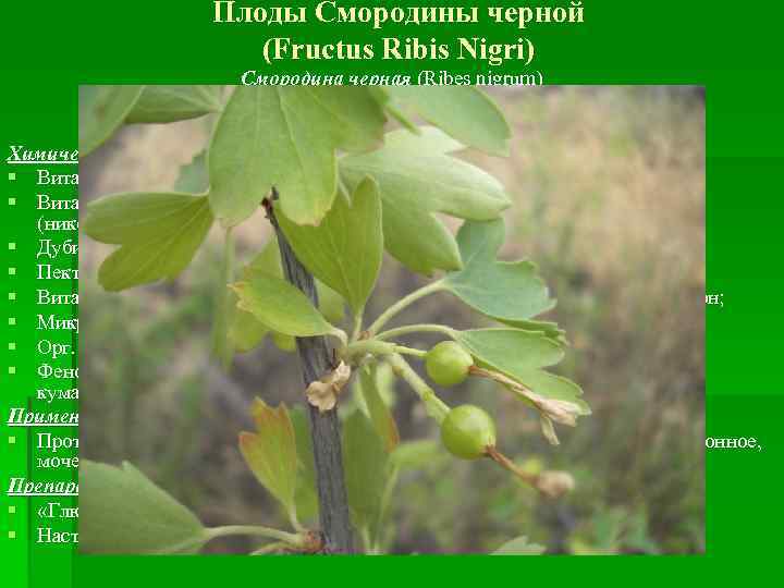 Плоды Смородины черной (Fructus Ribis Nigri) Смородина черная (Ribes nigrum) Смородина чорна. Сем. Крыжовниковые