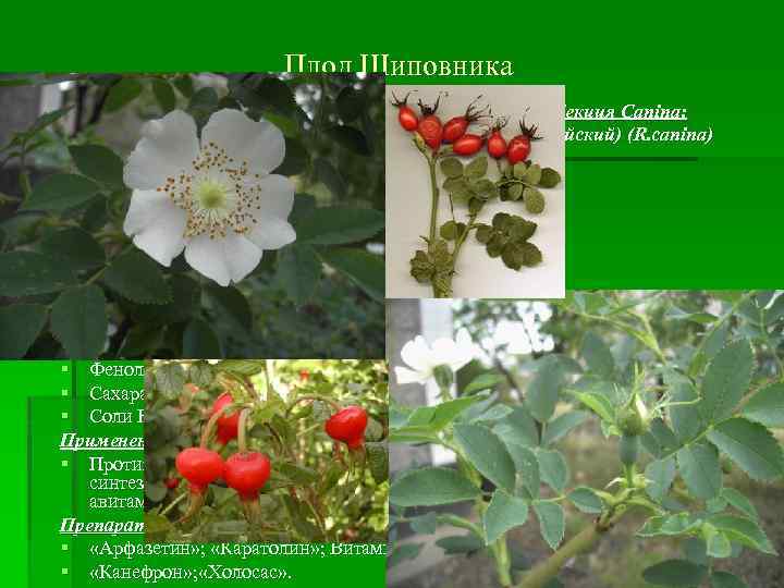 Плод Шиповника Секция Cinnamomea: (Fructus Rosae) Секция Canina: . собачий(майский) (R. canina) Шиповник коричный