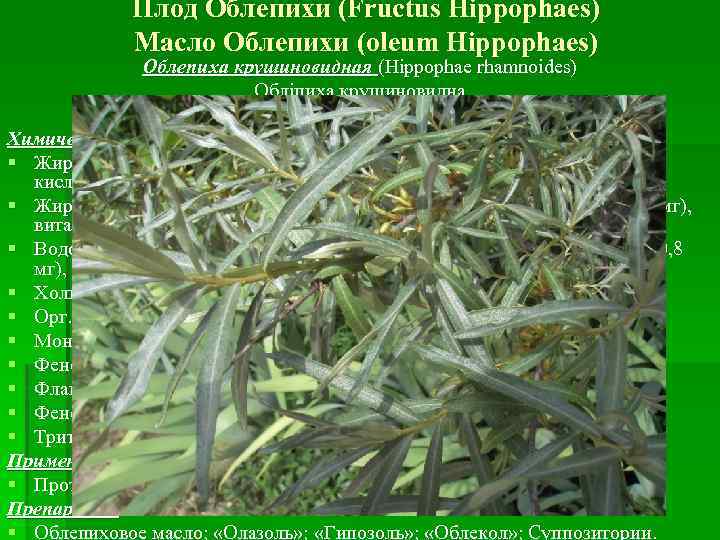 Плод Облепихи (Fructus Hippophaes) Масло Облепихи (oleum Hippophaes) Облепиха крушиновидная (Hippophae rhamnoides) Обліпиха крушиновидна.