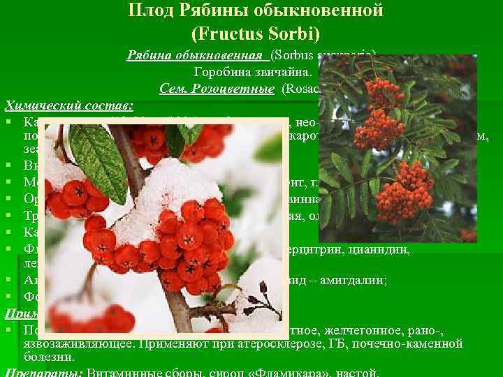 Плод Рябины обыкновенной (Fructus Sorbi) Рябина обыкновенная (Sorbus aucuparia) Горобина звичайна. Сем. Розоцветные (Rosaceae)