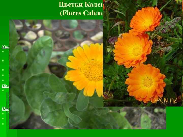 Цветки Календулы (Flores Calendulae) Календула лекарственная (Calendula officinalis) Нагідки лікарські, Ноготки лекарственные, календула. Сем.