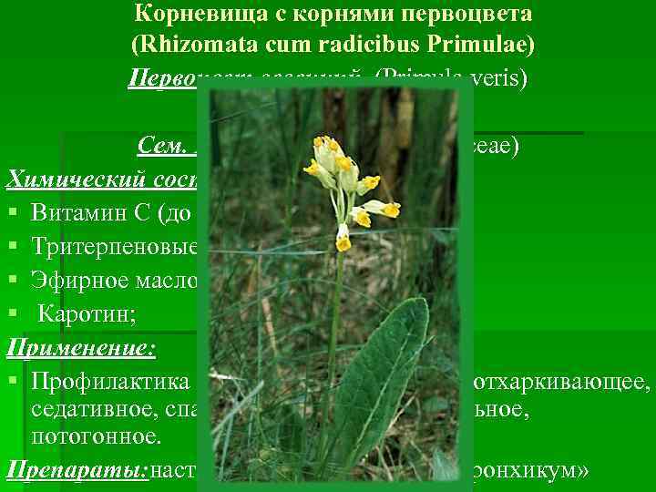 Корневища с корнями первоцвета (Rhizomata cum radicibus Primulae) Первоцвет весенний (Primula veris) Первоцвіт весняний,