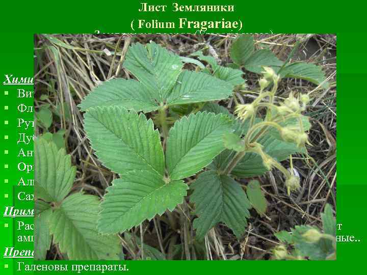 Лист Земляники ( Folium Fragariae) Земляника лесная (Fragaria vesca) Суниці лісові, Сем. Розовые (Rosaceae)