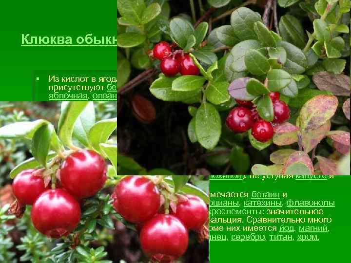 Клюква обыкновенная (Vaccinium oxycoccos) § § Из кислот в ягодах преобладает лимонная кислота, также