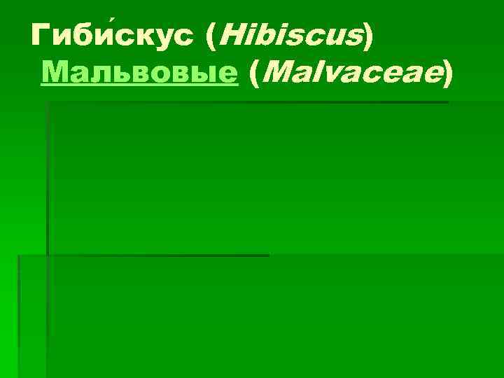 Гиби скус (Hibiscus) Мальвовые (Malvaceae) 