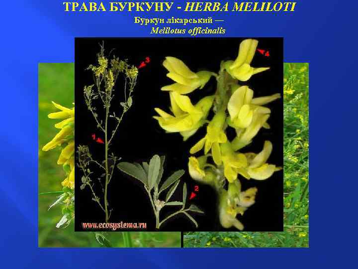 ТРАВА БУРКУНУ - HERBA MELILOTI Буркун лікарський — Melilоtus officinalis род. бобові — Fabaceae