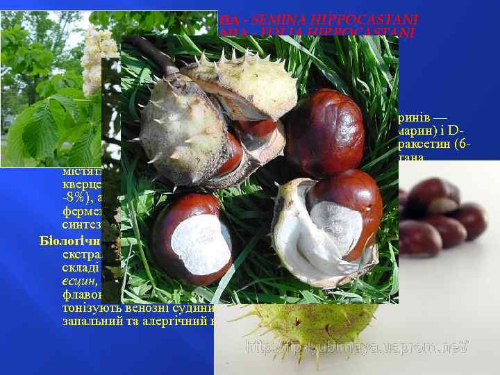 НАСІННЯ КАШТАНА - SEMINA HIPPOCASTANI ЛИСТЯ КАШТАНА - FOLIA HIPPOCASTANI Гіркокаштан звичайний — Aesculus