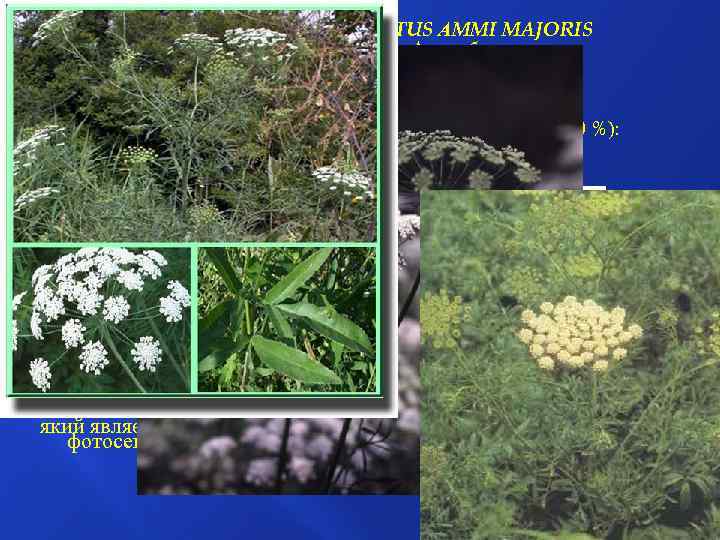 ПЛОДИ AMI ВЕЛИКОЇ - FRUCTUS АMMI MAJORIS Амі велика — Атті mаjus L. ,