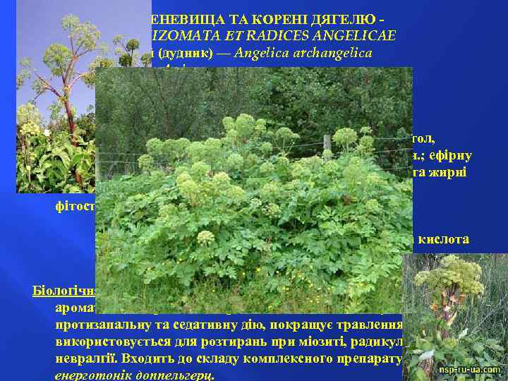 КОРЕНЕВИЩА ТА КОРЕНІ ДЯГЕЛЮ RHIZOMATA ЕТ RADICES ANGELICAE Дягель лікарський (дудник) — Angelica archangelica