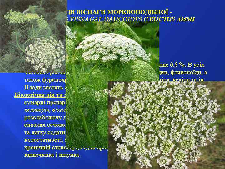ПЛОДИ ВІСНАГИ МОРКВОПОДІБНОЇ FRUCTUS VISNAGAE DAUCOIDES (FRUCTUS АММІ VISNAGAE) Віснага морквоподібна —Visnaga daucoides, син.