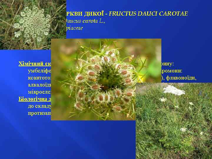 ПЛОДИ МОРКВИ ДИКОЇ - FRUCTUS DAUCI CAROTAE Морква дика — Daucus саrоta L. ,