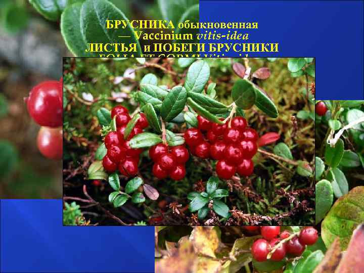 БРУСНИКА обыкновенная — Vaccinium vitis-idea ЛИСТЬЯ и ПОБЕГИ БРУСНИКИ FOLIA ET CORMI Vitis- ideae