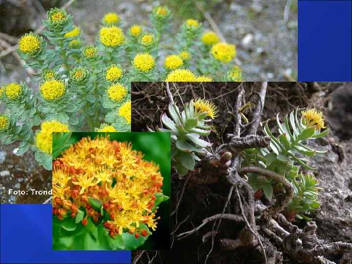 КОРНЕВИЩА С КОРНЯМИ РОДИОЛЫ РОЗОВОЙ RHIZOMATA ЕТ RADICES RHODIOLAE ROSEAE Родиола розовая — Rhodiola