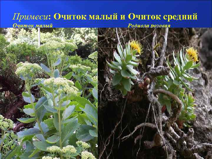 Примеси: Очиток малый и Очиток средний Очиток малый Родиола розовая 