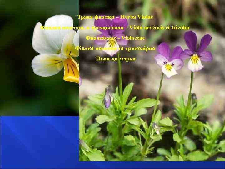 Трава фиалки – Herba Violae Фиалка полевая, и трехцветная – Viola arvensis et tricolor