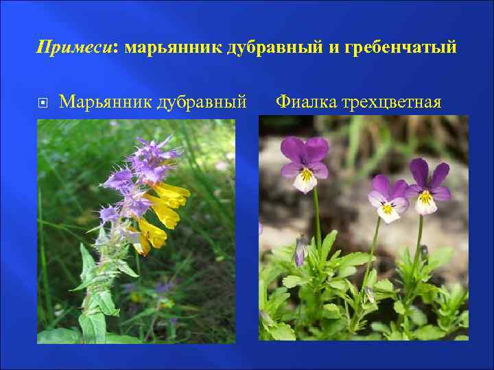 Примеси: марьянник дубравный и гребенчатый Марьянник дубравный Фиалка трехцветная 