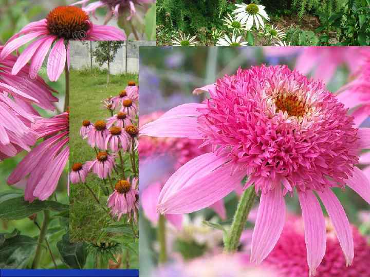 Эхинацея Пурпурная – Echinacea рurpurea Астровые - Asteraceae Трава, корневища и корни Эхинацеи –