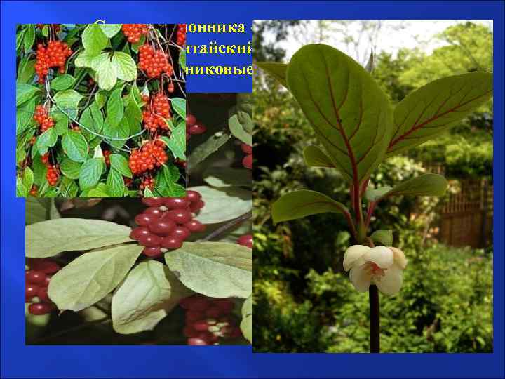 Семена лимонника - Semina Schisandrae Лимонник китайский Schisandra chinensis; Лимонниковые Schisandraceae 