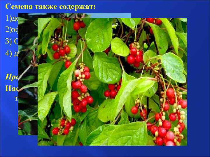 Семена также содержат: 1)до 33, 8% жирного масла, 2)эфирное масло 1, 9 -2, 9%.